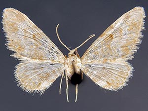 Eupithecia woodgatata