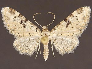 Eupithecia leucata