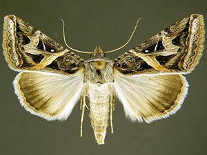 Ianius mosca