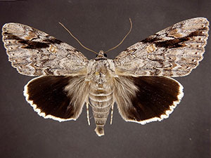 Catocala maestosa