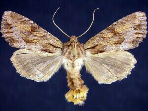 Apamea antennata