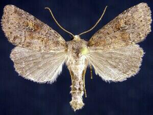 Parastichtis suspecta