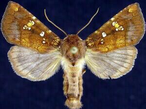 Papaipema albimontana