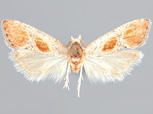 Mimcochylis fulvotinctana