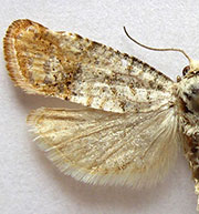 Retinia nr. metallica
