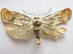 Retinia nr. metallica