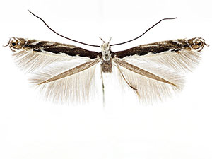 Micrurapteryx occulta