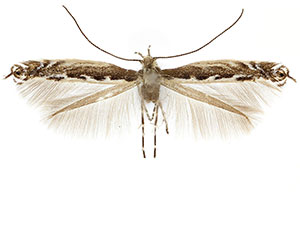 Micrurapteryx occulta