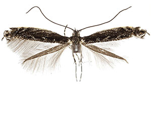 Micrurapteryx occulta