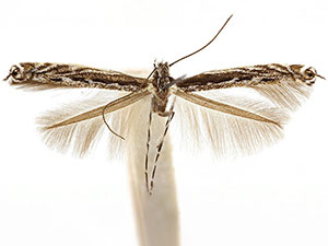 Micrurapteryx occulta