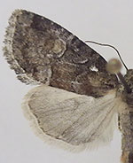 Cherokeea attakullakulla