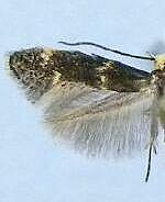 Elachista sp.