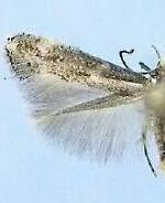Elachista sp.