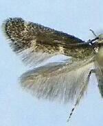 Elachista sp.
