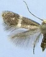 Elachista sp.