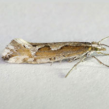 Plutella hyperboreella