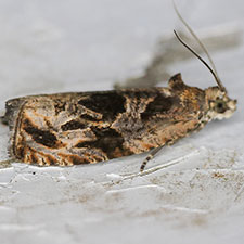 Olethreutes trepidulum