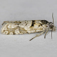 Eucosma southamptonensis
