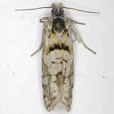 Eucosma southamptonensis