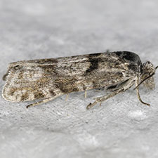 Eucosma southamptonensis