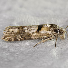 Eucosma southamptonensis