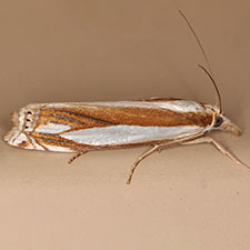 Crambus daeckellus