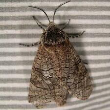 Prionoxystus macmurtrei