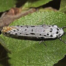 Yponomeuta atomocella