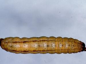 Leucania pseudargyria