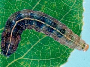 Parastichtis suspecta