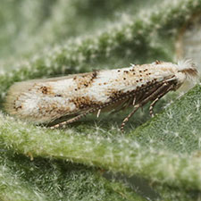 Bucculatrix sphaeralceae