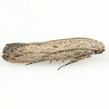 Keiferia trixivora