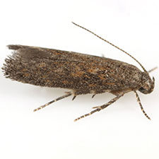 Keiferia feldmani
