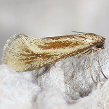 Pliniaca bakerella