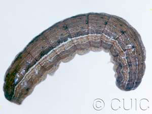 Leucania pseudargyria