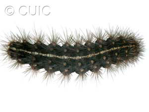 Apantesis parthenice