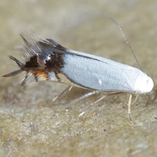 Leucoptera robiniella