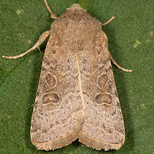 Trichopolia perforata