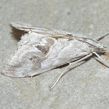 Evergestis nolentis