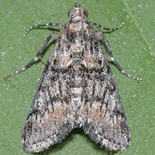 Cacozelia interruptella