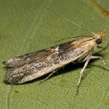 Honora mellinella