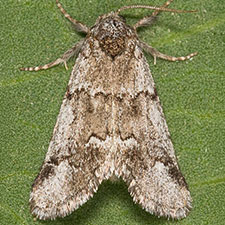 Gloanna grisescens