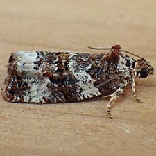 Olethreutes buckellana