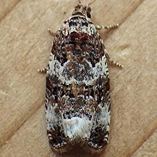 Olethreutes buckellana