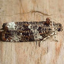 Olethreutes buckellana