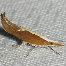 Ypsolopha dentella