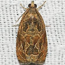 Olethreutes clavana