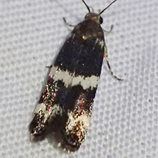 Sriferia fulmenella