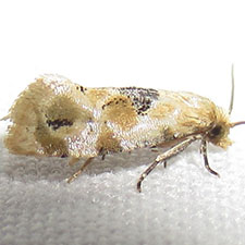 Spinipogon harmozones