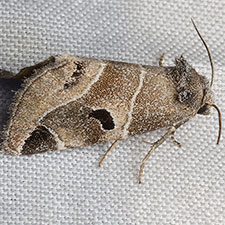 Plagiomimicus triplagiatus